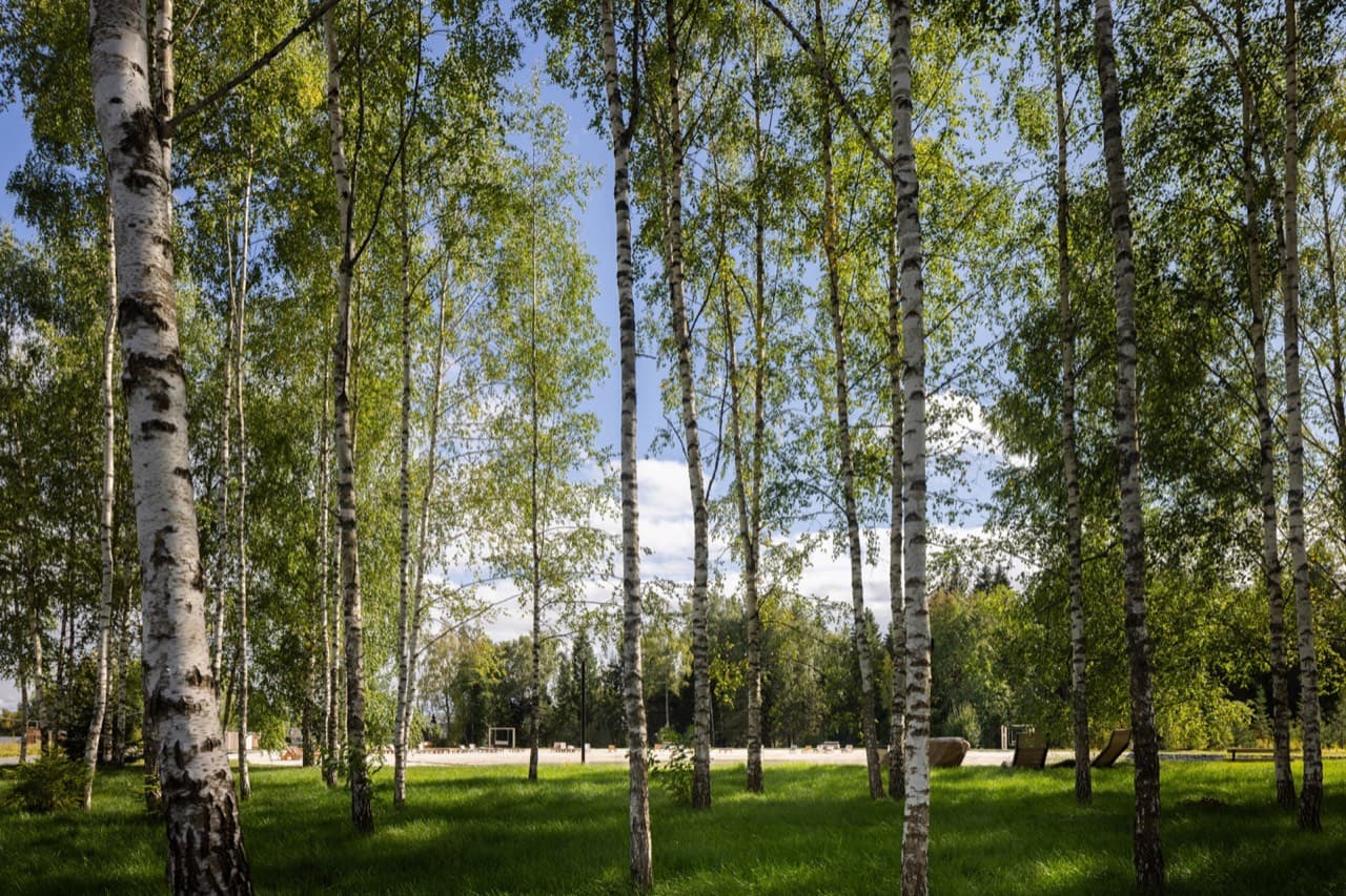 Русские Сезоны Эмбиент Парк, фотография 8